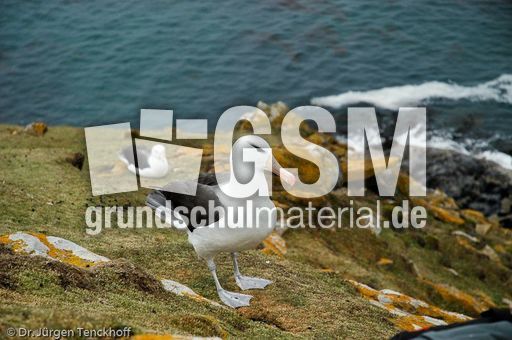 Schwarzbrauenalbatros (17 von 52).jpg